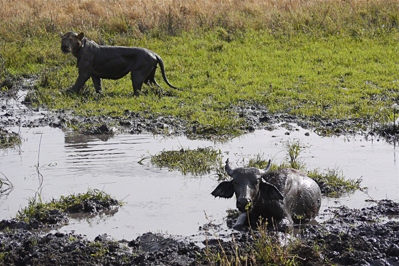 The Lion and the Buffalo., Meru Oct. 2012 P1020715