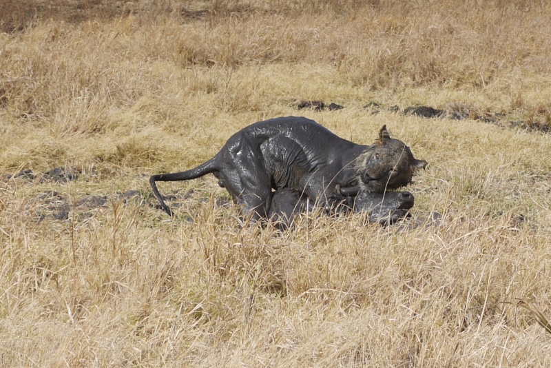 The Lion and the Buffalo., Meru Oct. 2012 P1020716