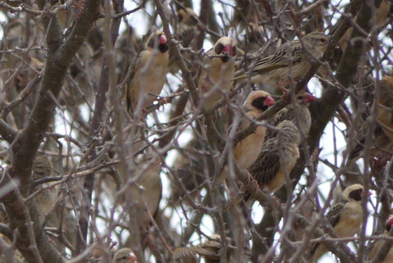 Red-Billed Quelea - Meru National Park, Oct 2010 P1020720