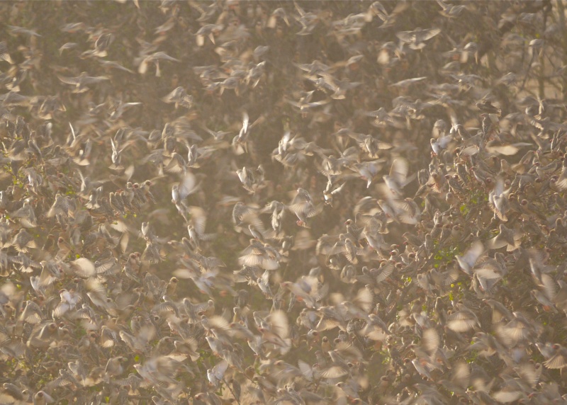 Red-Billed Quelea - Meru National Park, Oct 2010 P1020813