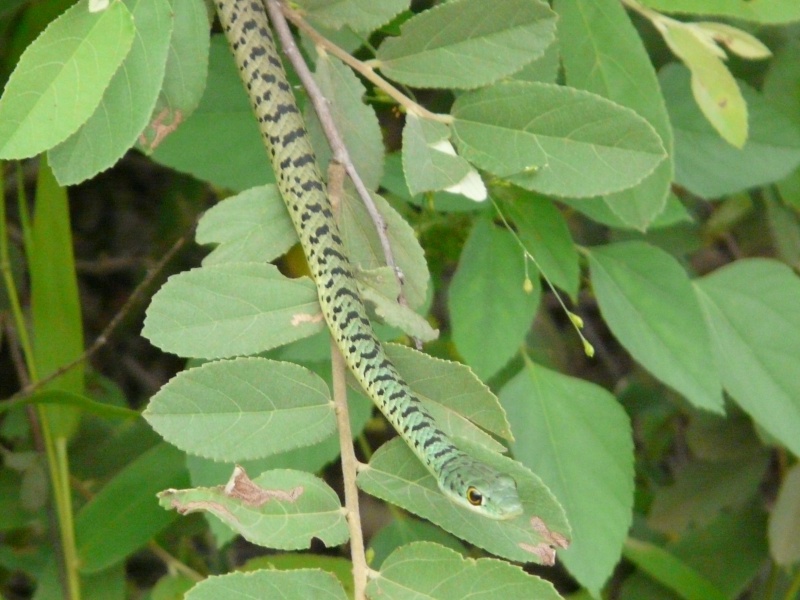 Lizards and Snakes P1020911