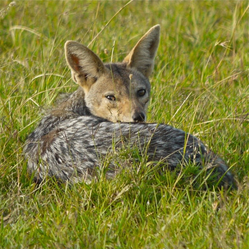 Other animals of the Mara June 2012 P1030510