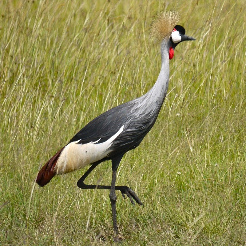 Birds of the Masai Mara, June 2012 P1040010