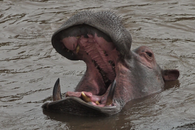 Other animals of the Mara June 2012 P1040411