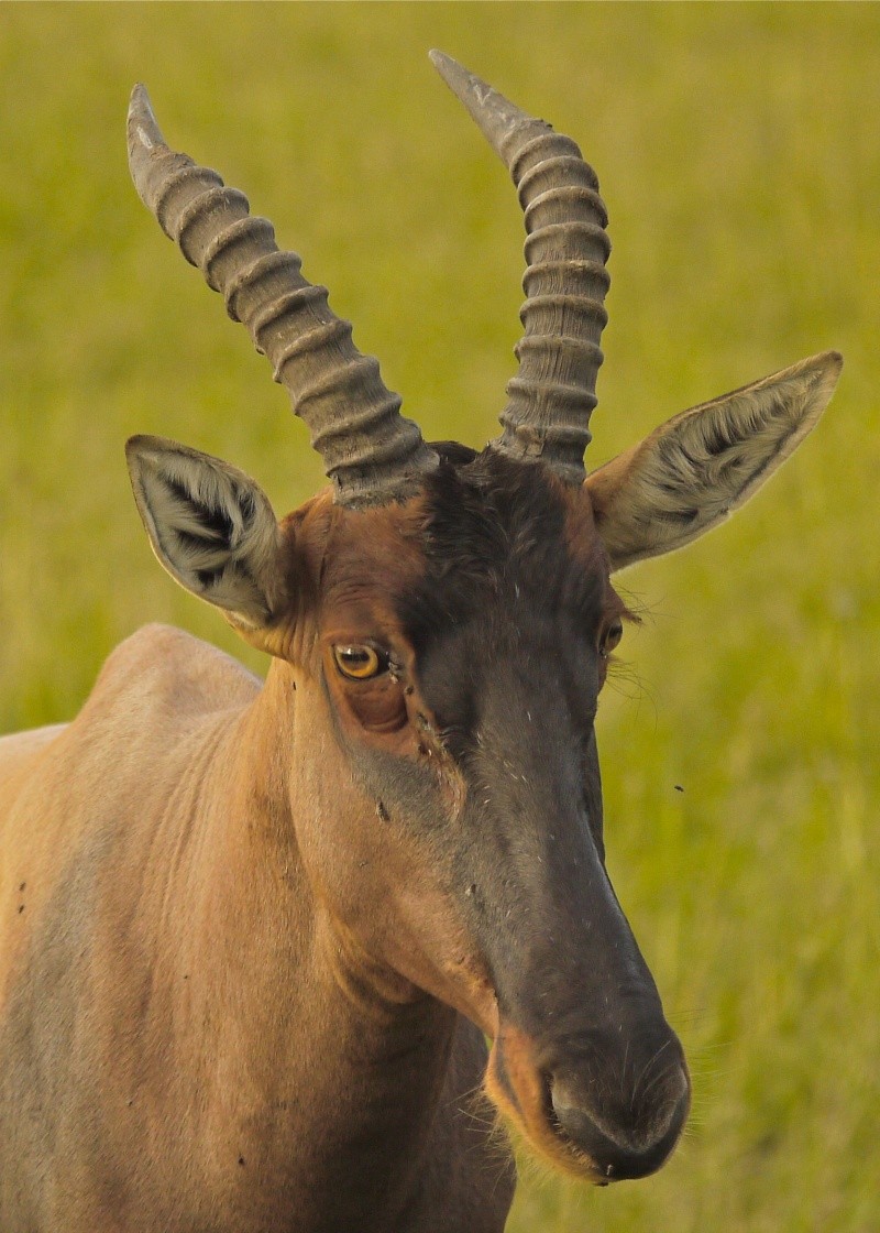 Other animals of the Mara June 2012 P1040610