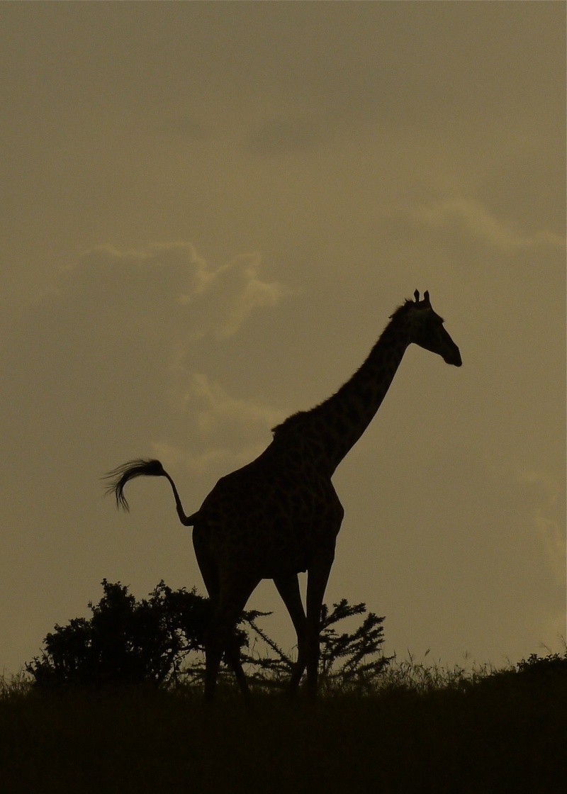 Other animals of the Mara June 2012 P1040711