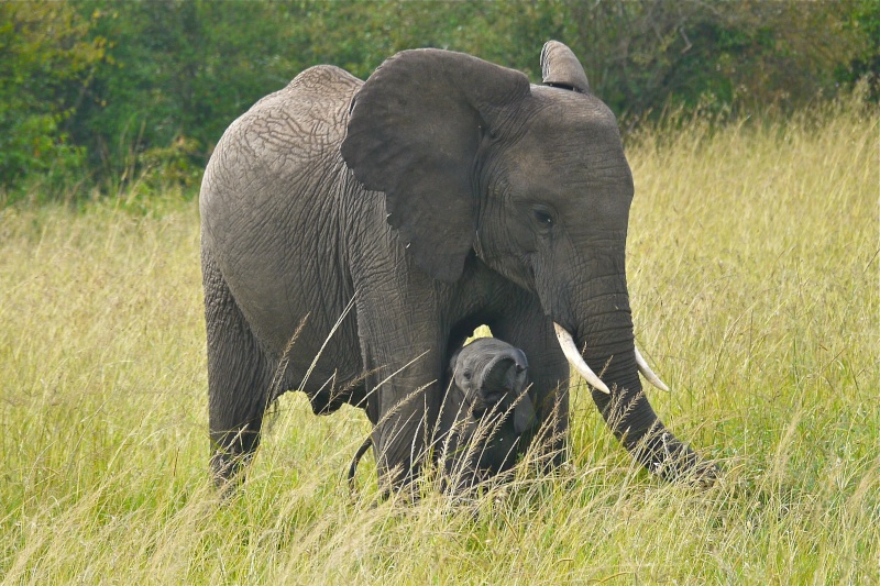 Elephants of the Mara June 2012 P1040810