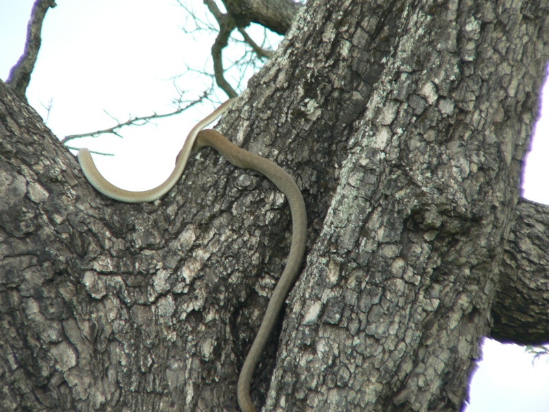 Lizards and Snakes P1050610