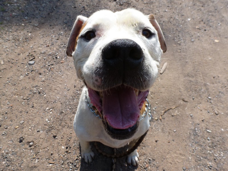 Rocky superbe croisé Boul'am de 8 ans - Forbach P1020413