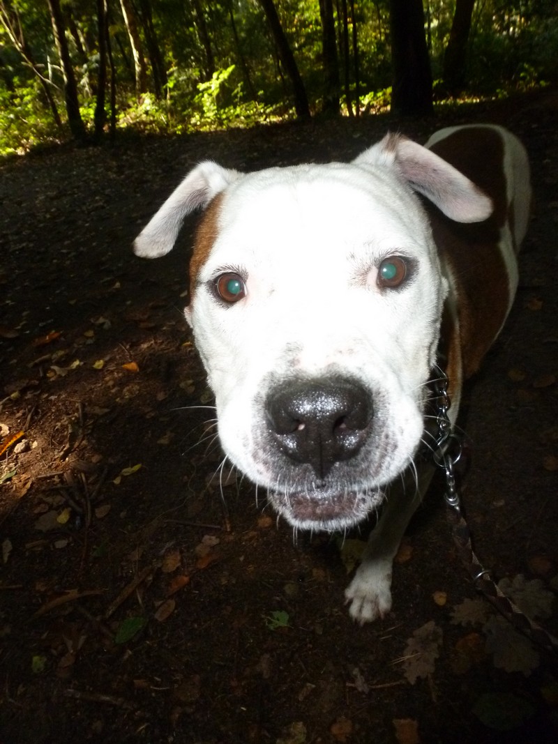 Rocky superbe croisé Boul'am de 8 ans - Forbach P1020515