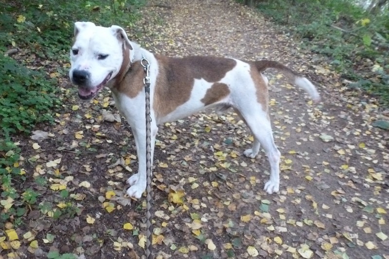 Rocky superbe croisé Boul'am de 8 ans - Forbach P1020621