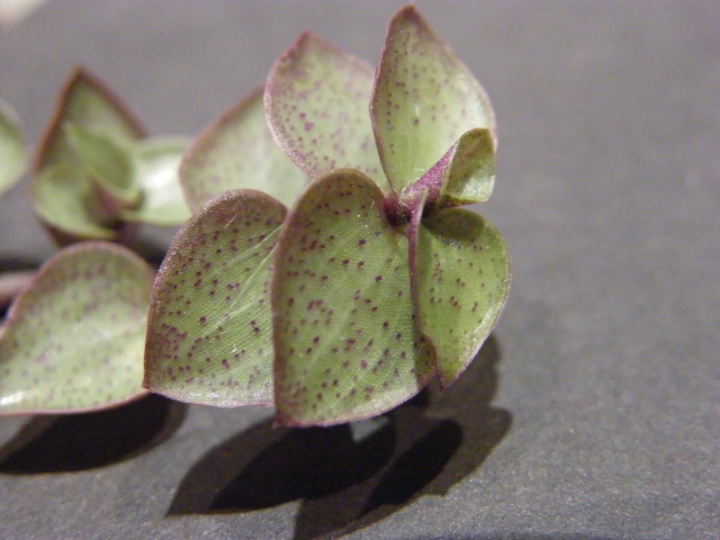 Petite  Commelinaceae  (7) [Callisia repens 'Bolivian Jewel' ] Sept_224
