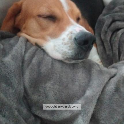 PERDU - NEO beagle à CHATEAU-THIERRY Neo_be10