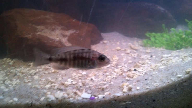 help on id on this cichlid 19584210