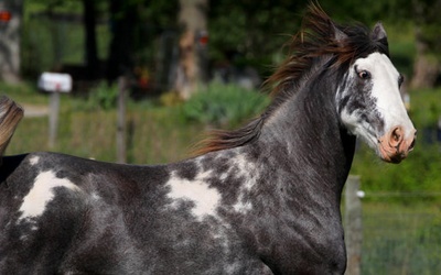 TENNESSE WALKING HORSE • Blue Constellation (♂) Blue_c10