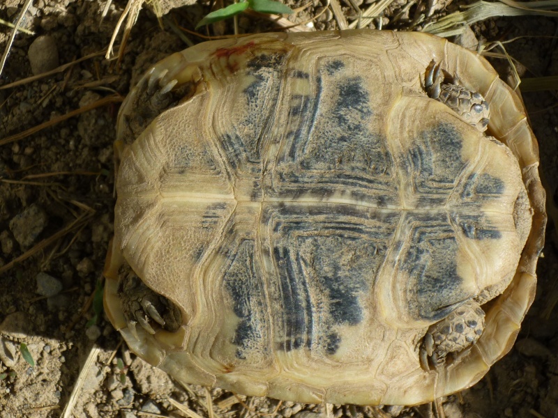 Sauriez-vous identifier ma tortue? P1040012
