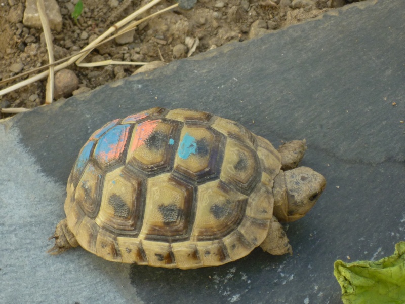 Sauriez-vous identifier ma tortue? P1040014