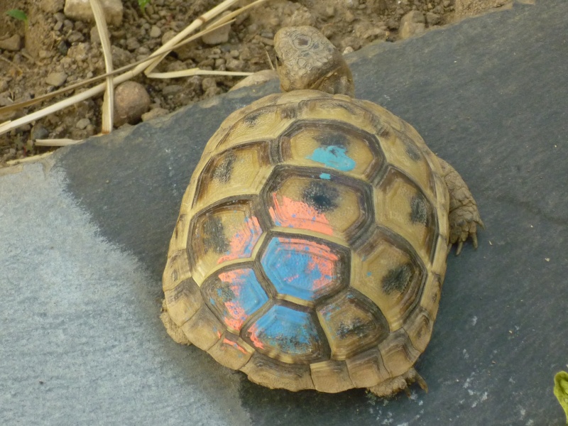Sauriez-vous identifier ma tortue? P1040015