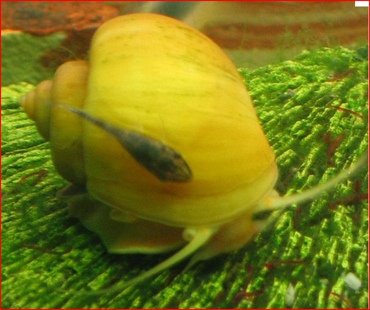 escargots amazonien Ampula10