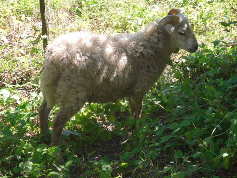 Vends ou échange agneau blanc 6 mois [Franche Comté] Sdc11614