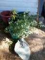 AUGUST in SO CAL and the Livin' is easy - what to plant 12081914