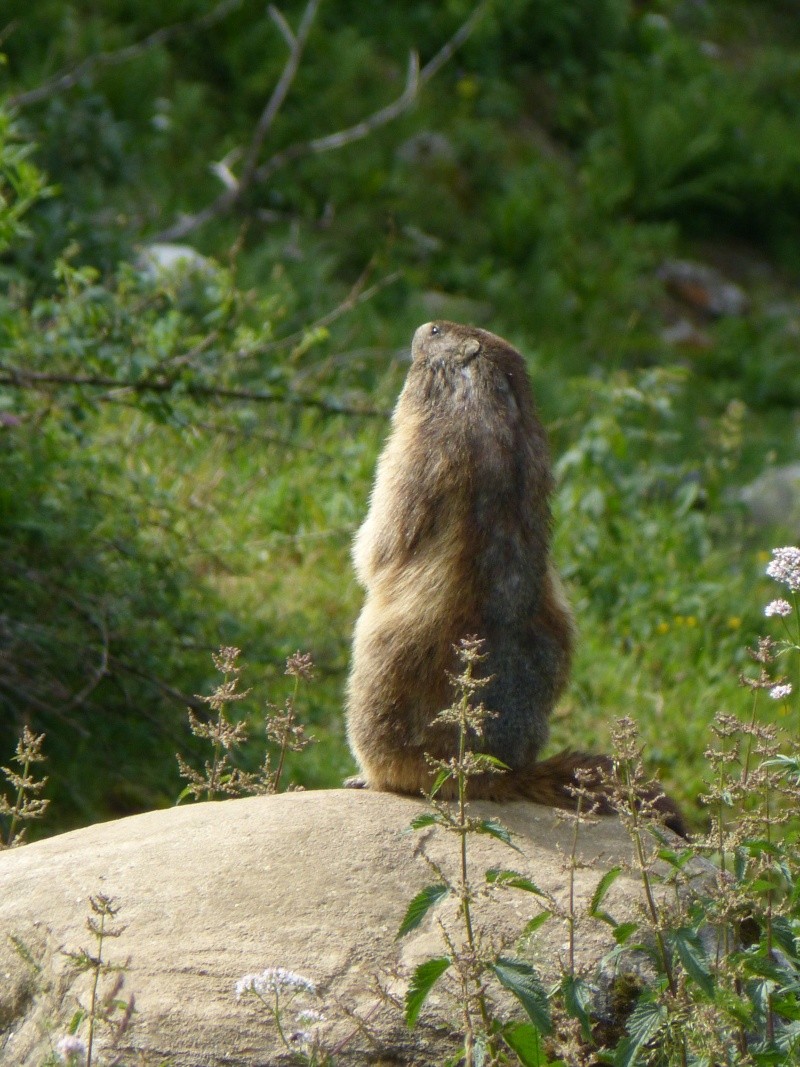 Mes photos d'animaux et de nature (Fauvette) - Page 5 P1220210