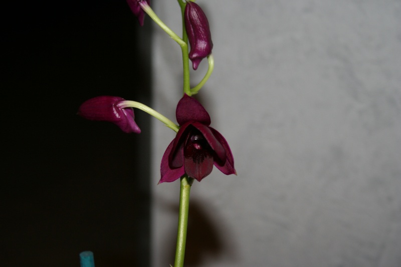 Dendrobium de type phalaenopsis thai black Img_3314
