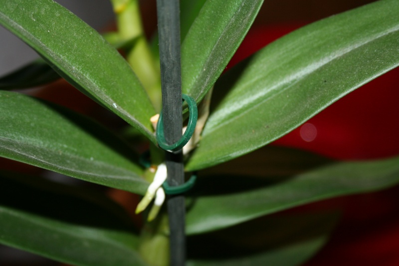 Dendrobium de type phalaenopsis thai black Img_3315