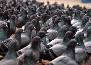 Qui sont les pigeons ? Magnifeste et Liens sur Fb, twitter, You tube, rejoignez nous !  55613610