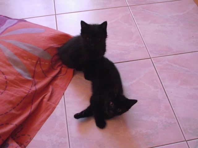 2 chatons noirs de 2 mois (1 mâle poil mi-long et 1 femelle) Dscf2119