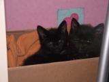 2 chatons noirs de 2 mois (1 mâle poil mi-long et 1 femelle) Dscf2121