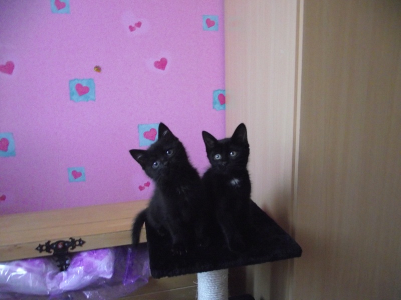 2 chatons noirs de 2 mois (1 mâle poil mi-long et 1 femelle) Dscf2210