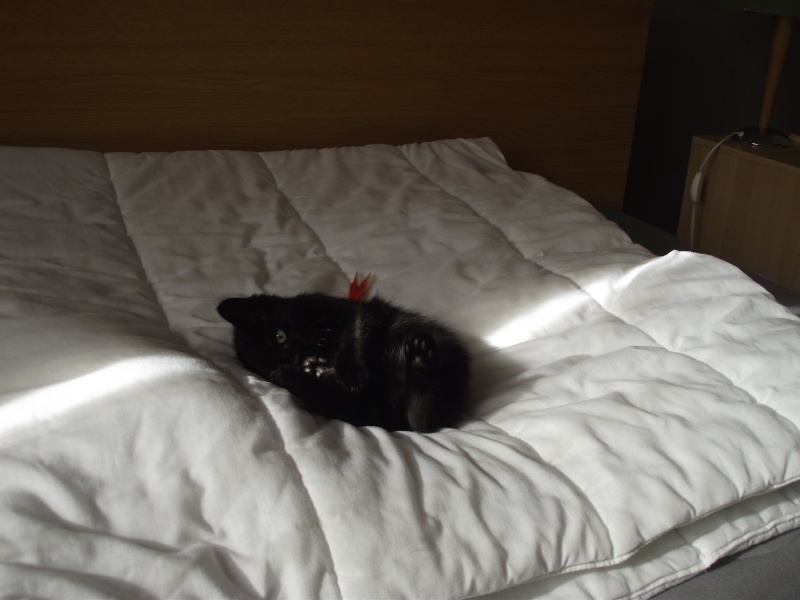 2 chatons noirs de 2 mois (1 mâle poil mi-long et 1 femelle) Dscf2222