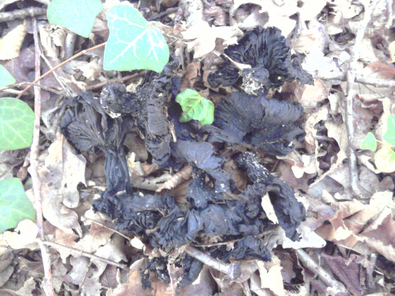 Champignos noir deschs 2012-111