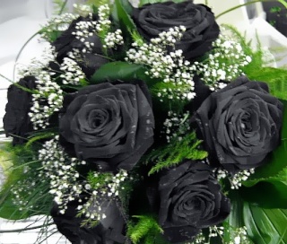Hier könnt ihr Schwarze Rosen kaufen !!!!!! 18e9a210
