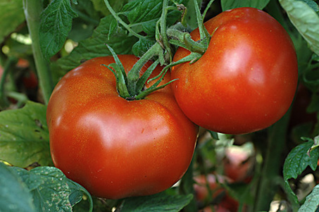 Domaci paradajz 116
