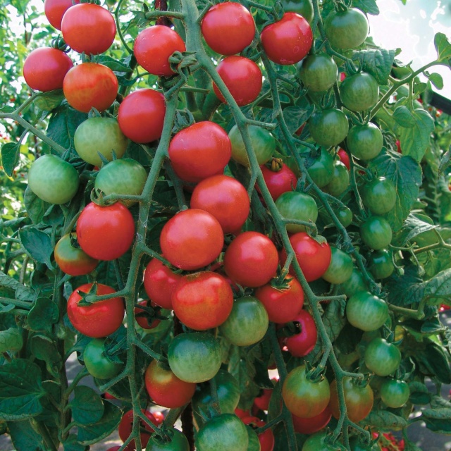 Marglobe-stara sorta paradajza 122