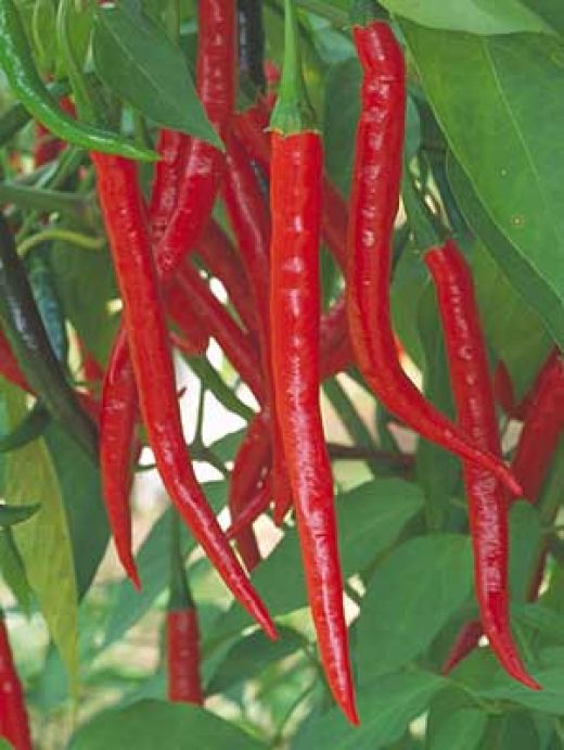 Kobra-ljuta paprika-plod je 40cm dug 218