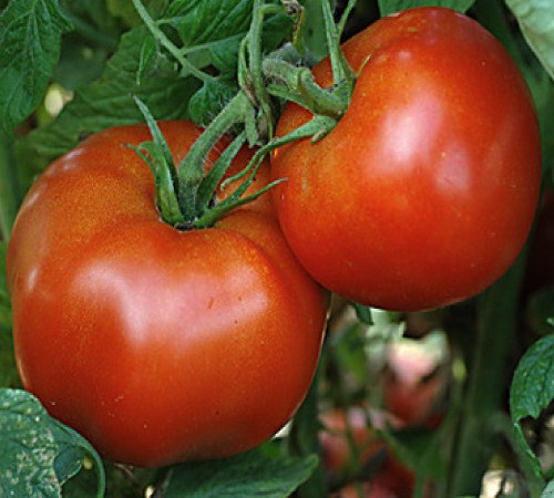 Marglobe-stara sorta paradajza 220
