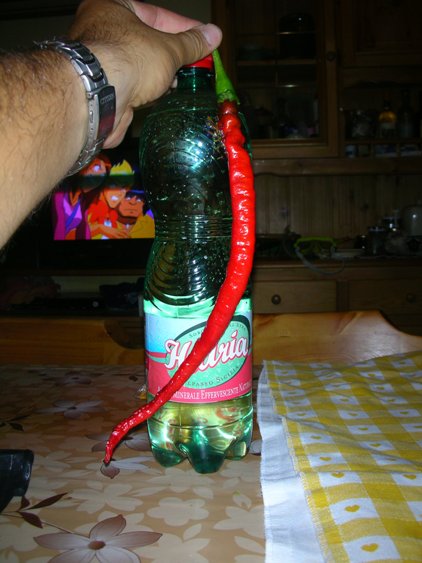 Kobra-ljuta paprika-plod je 40cm dug 26_07_10