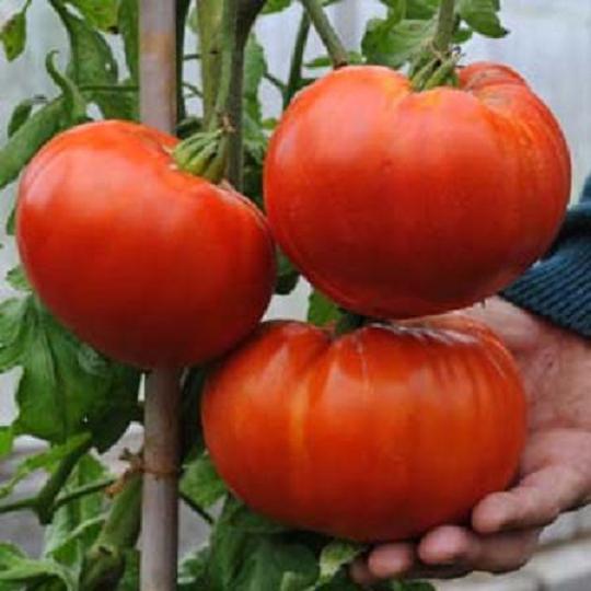 Giant Delicius tomato-dzinovski paradajz!!! 311