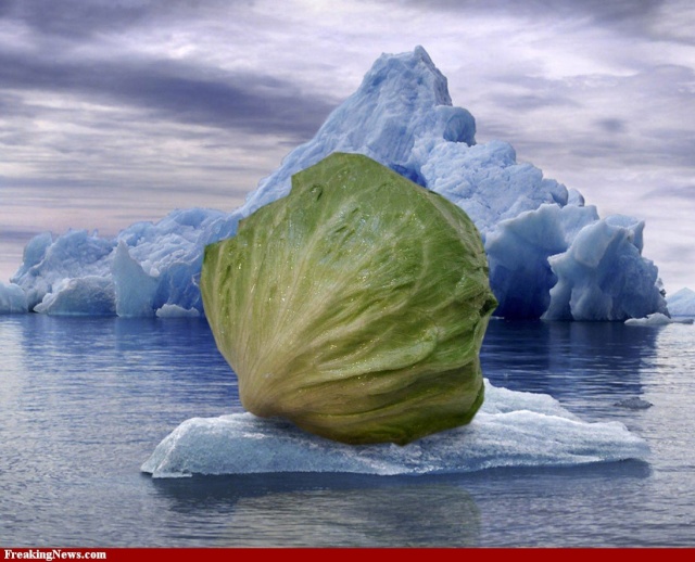 Iceberg-salata 312