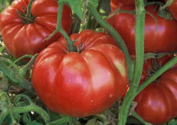 Giant Delicius tomato-dzinovski paradajz!!! 510