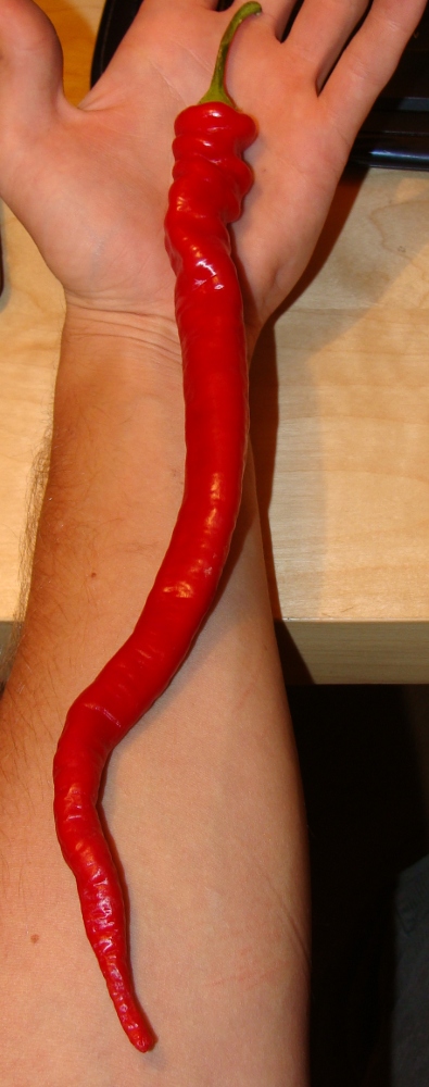 Kobra-ljuta paprika-plod je 40cm dug Peffer10