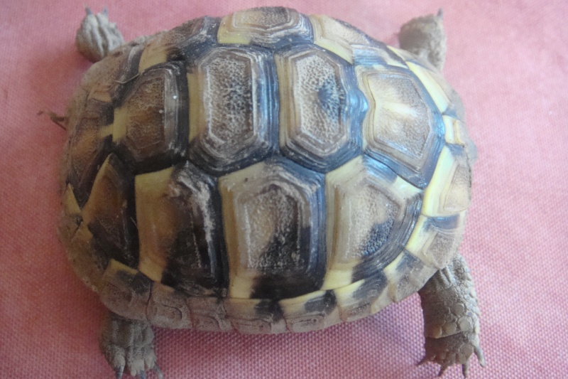 identification de mes tortues svp  Dsc04717