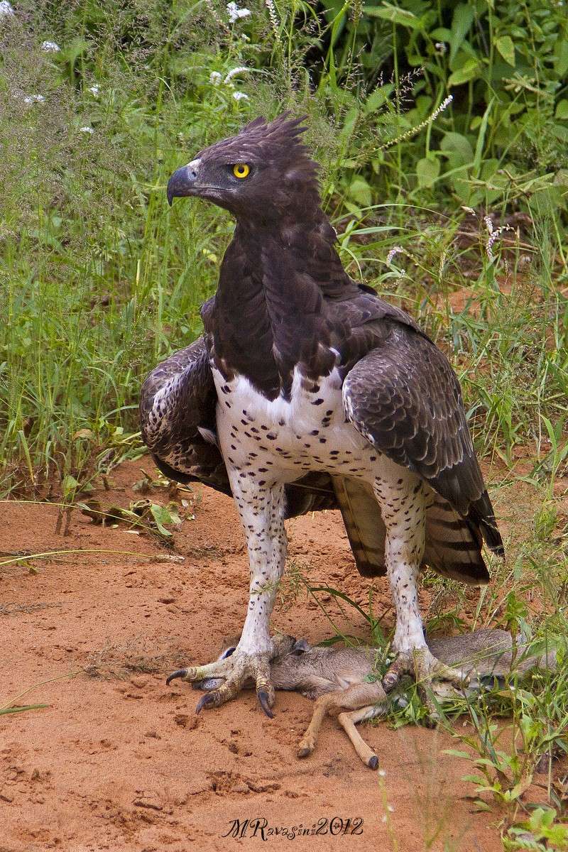 Tanto x presentarmi...Aquila marziale maschio adulto con preda (Kirk's dikdik) Samburu national park Aquila10