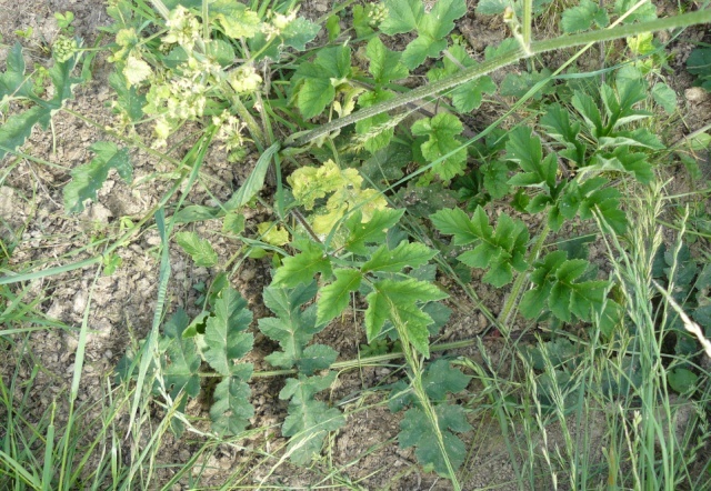 Heracleum sphondylium  [identification] A_id_311