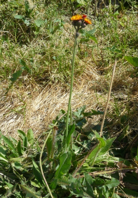 Pilosella aurantiaca (= Hieracium aurantiacum) - piloselle orangée Apervi10