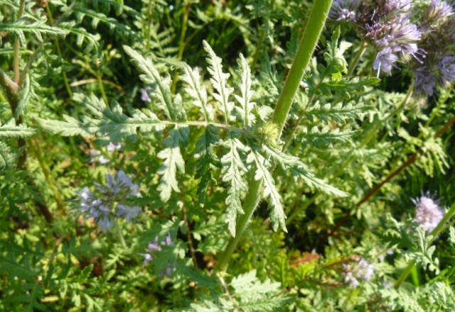 Phacelia tanacetifolia - phacélie à feuilles de tanaisie Phacal12
