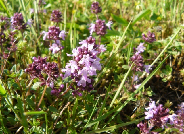 Thymus serpyllum - serpolet ou thym serpolet  Serpo10